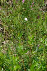 Eriophorum vaginatum