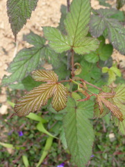 Rubus trianthus