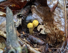 Cortinarius lewisii