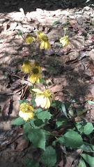 Rudbeckia laciniata
