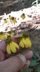 Rudbeckia laciniata