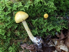 Cortinarius lewisii