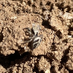 Habronattus klauseri