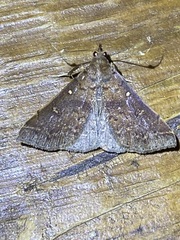 Renia discoloralis
