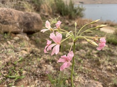 Pelargonium luridum