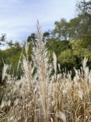 Miscanthus