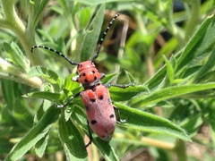 Tetraopes annulatus