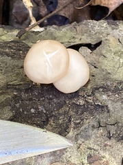 Pleurotus ostreatus