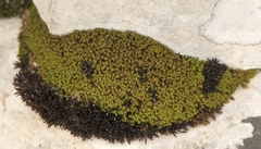 Tortella tortuosa
