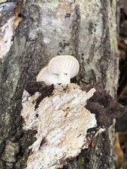 Pleurotus ostreatus