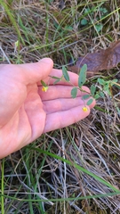 Crotalaria sagittalis