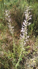 Liatris elegans