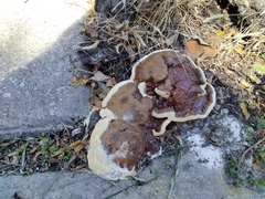 Ganoderma sessile