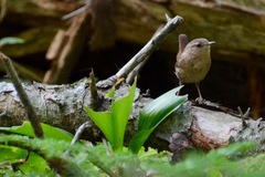 Troglodytes hiemalis