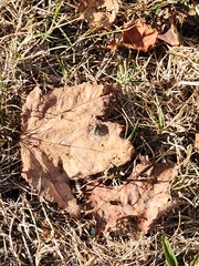 Lucilia coeruleiviridis