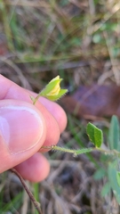 Crotalaria sagittalis