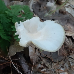 Cuphophyllus virgineus