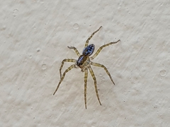 Araneae