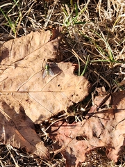 Lucilia coeruleiviridis