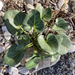 Calystegia soldanella