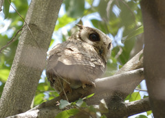 Otus bakkamoena