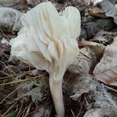 Cuphophyllus virgineus