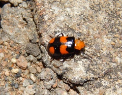 Sonchia sternalis