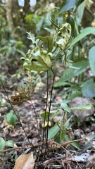 Doryopteris concolor