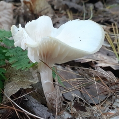 Cuphophyllus virgineus