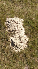 Geomys pinetis