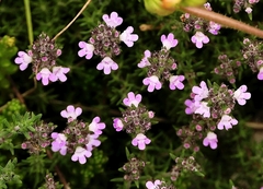 Thymus zygis