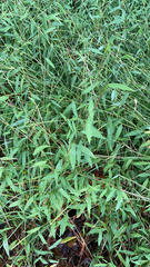 Microstegium vimineum