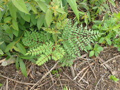 Aralia bipinnata