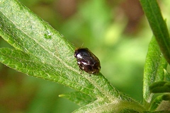 Clastoptera xanthocephala