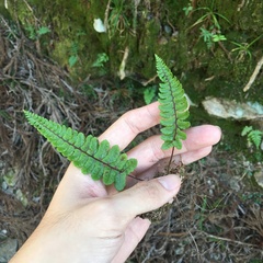 Athyrium nakanoi
