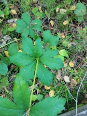 Sanicula marilandica
