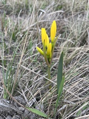 Cyrtanthus breviflorus