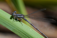 Argia hinei