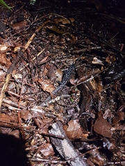 Plethodon glutinosus