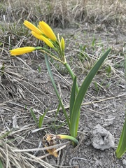 Cyrtanthus breviflorus
