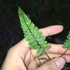 Athyrium nakanoi