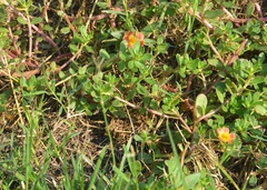 Portulaca umbraticola