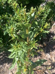Solidago uliginosa