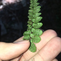 Athyrium nakanoi