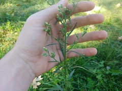Erigeron sumatrensis