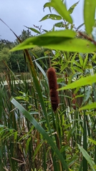Typha
