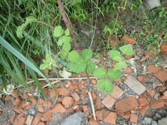 Rubus parviaraliifolius