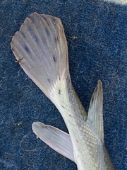 Lepisosteus platostomus