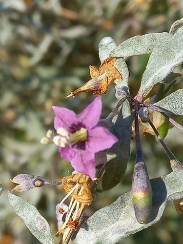 Lycium barbarum
