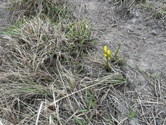 Cyrtanthus breviflorus